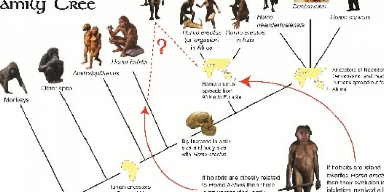 Human Ancestors Major