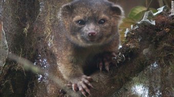 The Smithsonian announced a species called the olinguito.